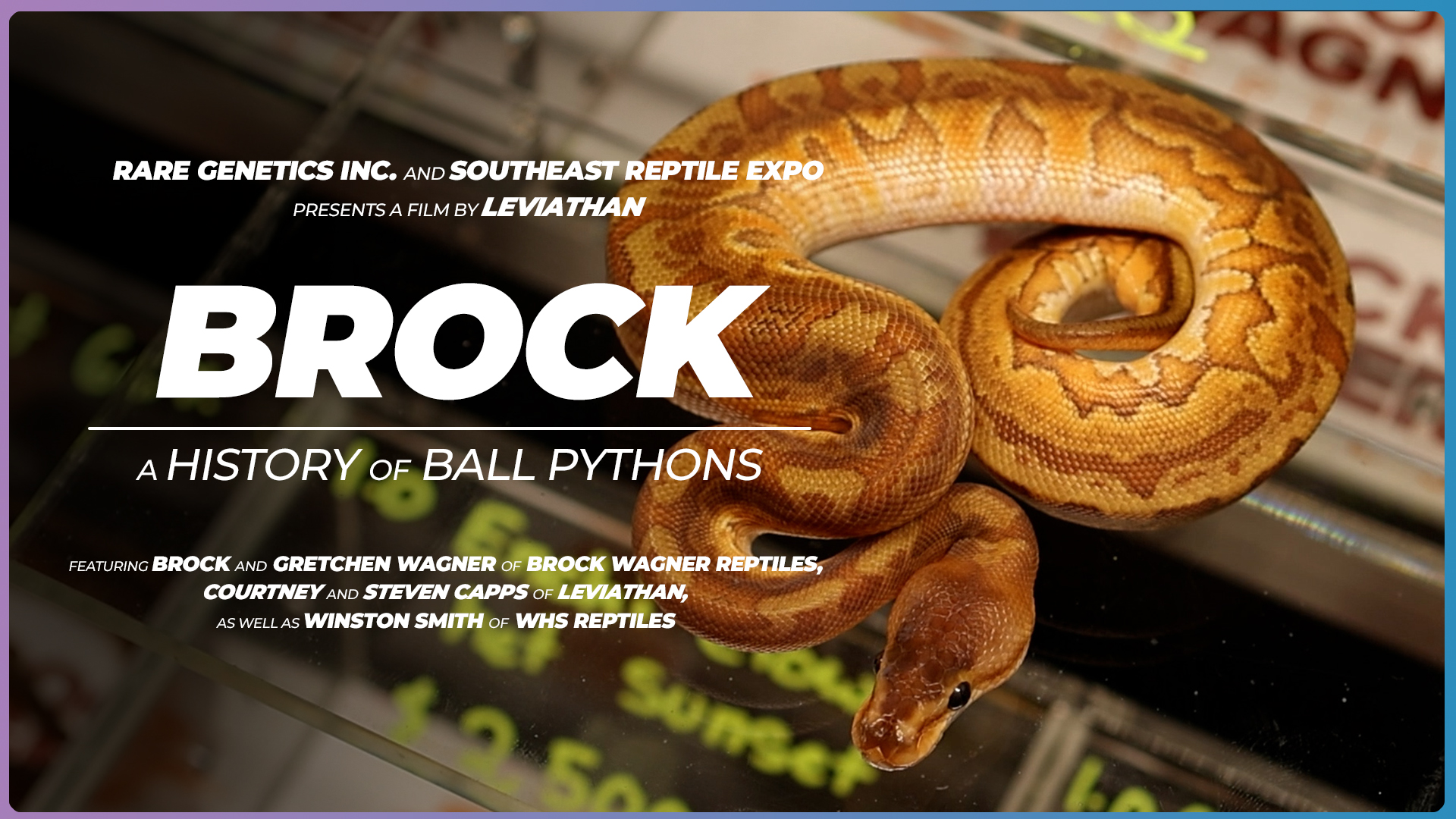 BROCK | A Ball Python History
