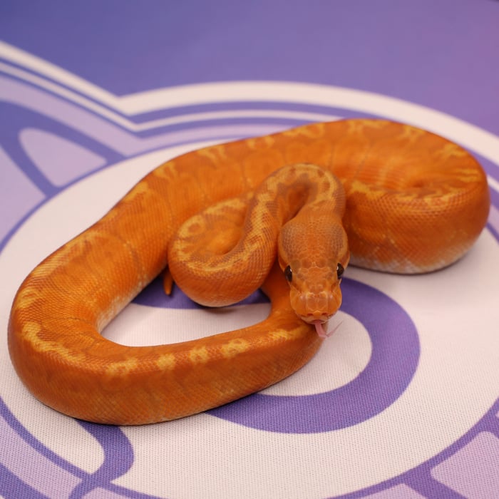 Super Orange Dream UltraSun Ball Python