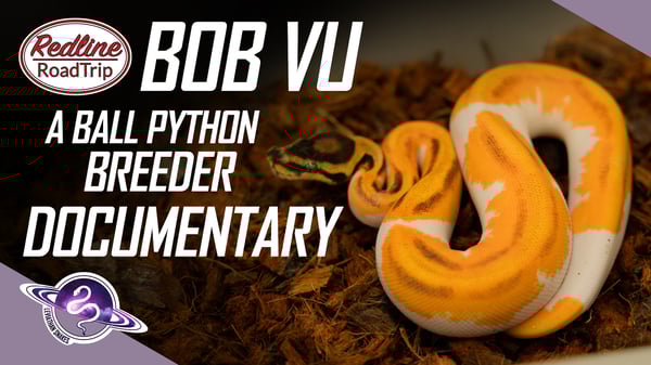 Bob Vu | Ball Python Breeder Documentary