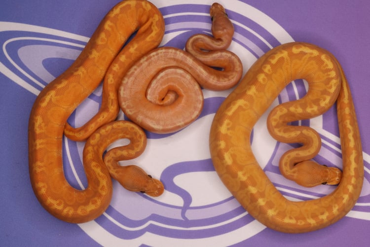 The two bigger UltraSuns were the ones from this clutch.