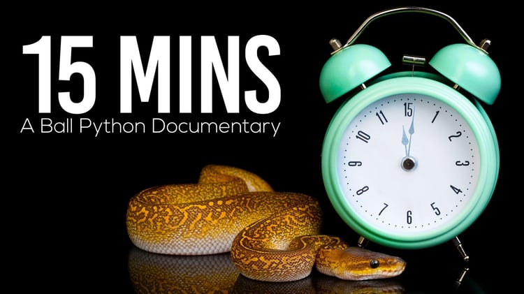 15MINS | A Ball Python Documentary